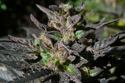 grand daddy purple indica strain plant by ken estes