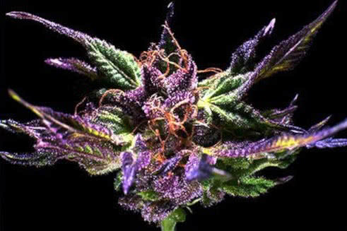 grand daddy purple strain plant by ken estes