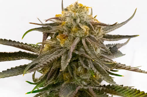 grandaddy bruce strain indoor plant by homegrown cannabis