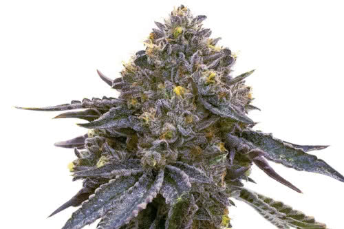 grandaddy purple strain plant by seed supreme