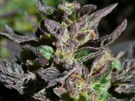 Granddaddy Purple strain plant growing outdoors, bud closeup