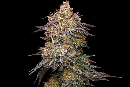 granny candy strain plant by humboldt seed company