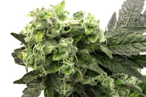 grape ape strain plant by homegrown cannabis