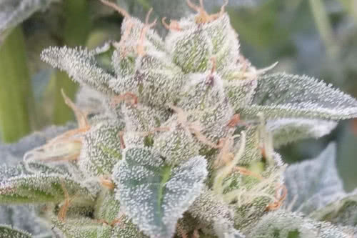 grape kush by the cali connection