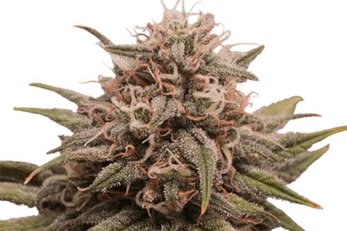 grape octane strain by ilgm