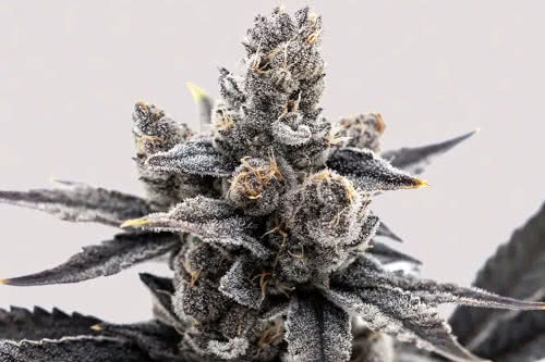 grape runtz high thc plant by certified seeds