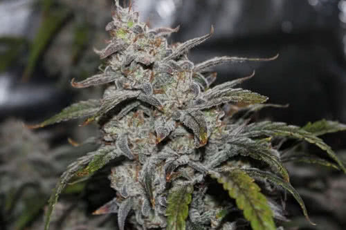 grape walker kush auto strain plant by mephisto genetics