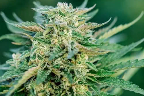 grease gun auto strain plant by atlas seed