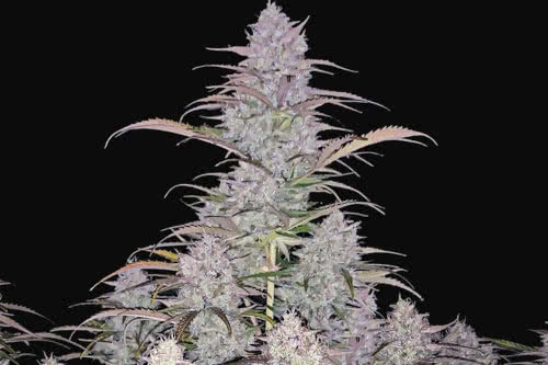 green crack auto strain plant by fast buds