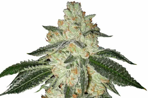 green crack auto strain plant by fast buds