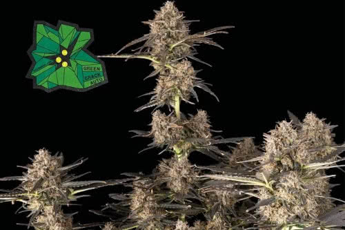 green crack plant