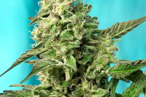 green poison f1 fast strain plant by sweet seeds