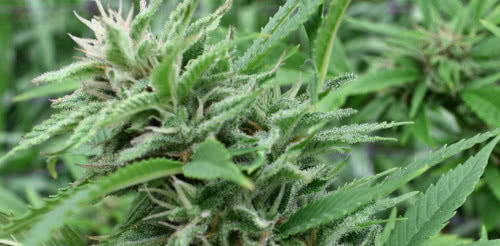 medical marijuana plants growing in Hawaii