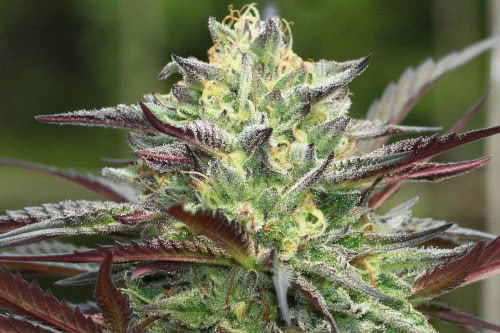 gs cookies strain plant by humboldt seed company