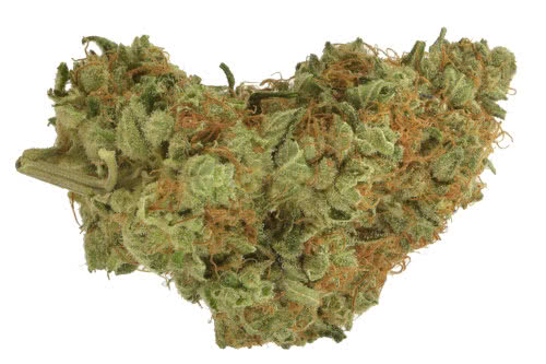 gsc auto strain bud by seed supreme