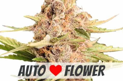 gsc extreme auto weed plant by ilgm