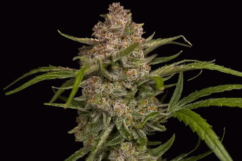 guava auto strain plant by fast buds