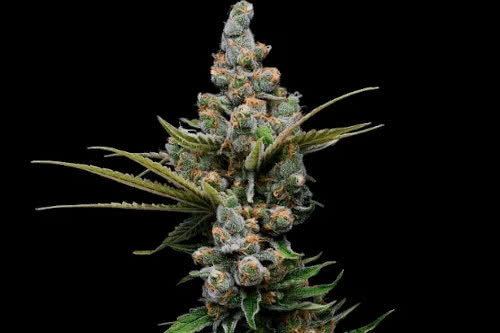 guava slushy fem strain by green bodhi