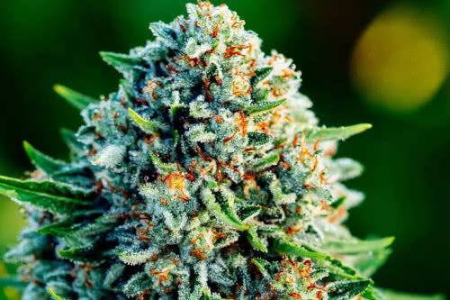 gummibears auto atlas strain by atlas seed