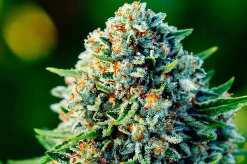 gummibears auto cannabis plant outdoors by atlas seed