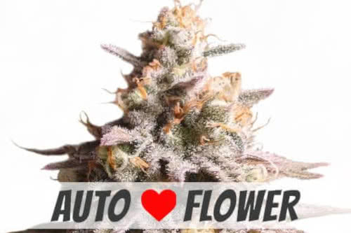 gushers auto strain by ilgm