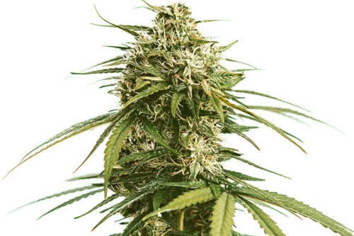 gushers strain plant by royal queen seeds