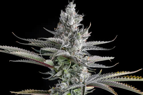 guwop green strain plant by compound genetics