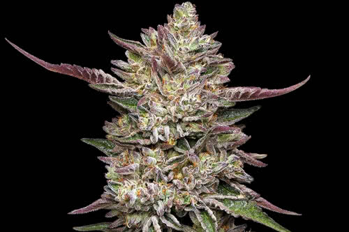 guzzlerz high thc plant by humboldt seed co