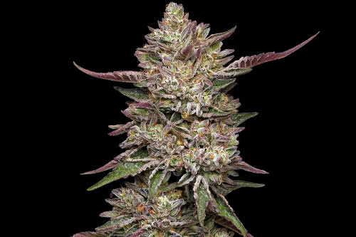 guzzlerz strain plant by humboldt seed company