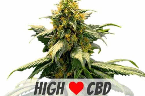 harlequin low thc strain