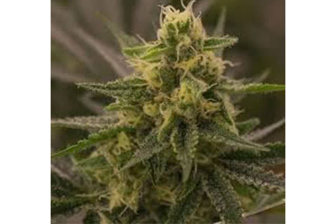 harlequin super sour diesel regular seeds