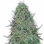 big bud cannabis icon