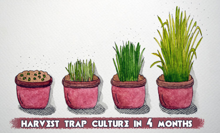 harvest trap culture am fungi in 4 months diy