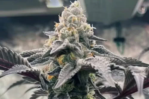 hasbulla strain plant by trilogene seeds
