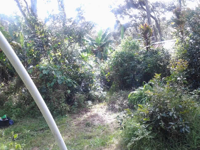Cannabis Farm in Hawaii