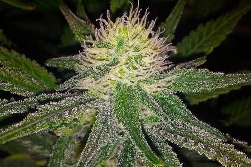 hawaii maui waui strain by nirvana seeds