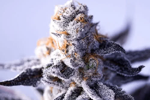 hazy girl fem strain by green bodhi