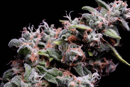 hazy kush s1 fem strain by green bodhi