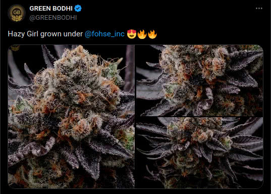 hazy girl strain plant, tweet by green bodhi