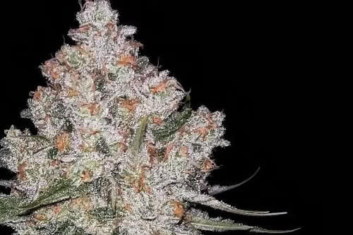 hazy voyage fem strain by green bodhi