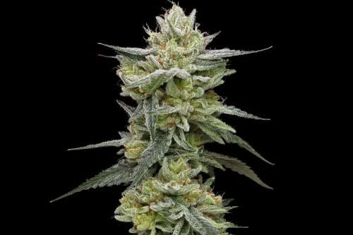 hella jelly strain plant by humboldt seed company