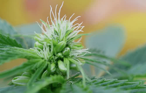 hermaphrodite cannabis plant flower