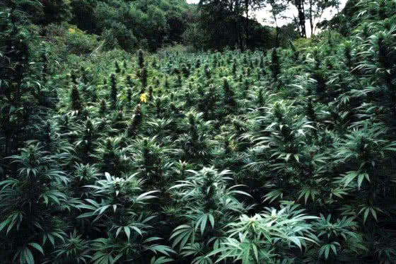 hidden guerilla grow cannabis outdoors