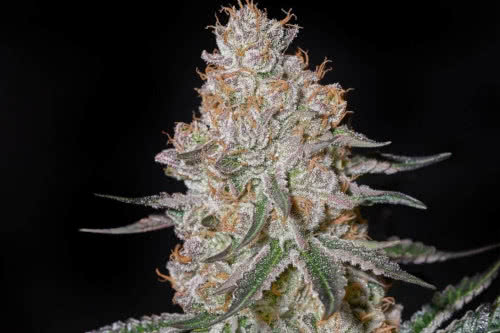 highcloudz strain by greenhouse seed co