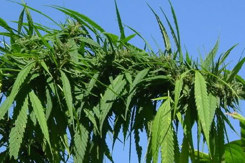 highland thai strain regular seeds