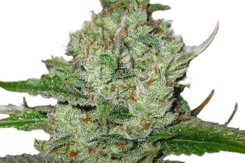 hindu kush indica strain plant by ilgm