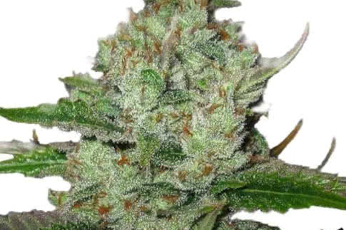 hindu kush landrace strain by ilgm