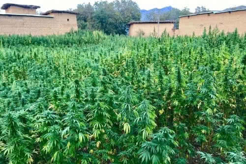 hindu kush regular seeds cannabis plant