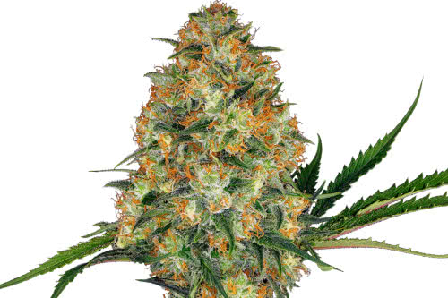 hindu kush strain by sensi seeds