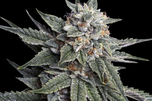 holy grail kush strain by dna genetics